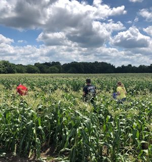 Harvesting corn at DICKEY-john 2019